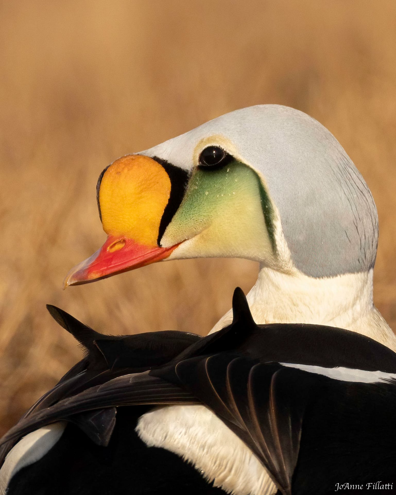 bird of Utqiagvik image 3